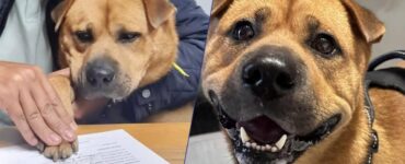 Cane adottato da un'azienda con un vero e proprio contratto