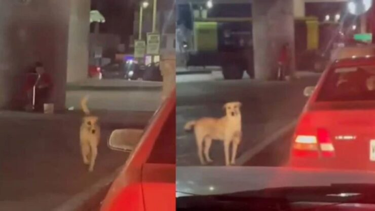 Cane fa l'elemosina al semaforo per aiutare la sua mamma