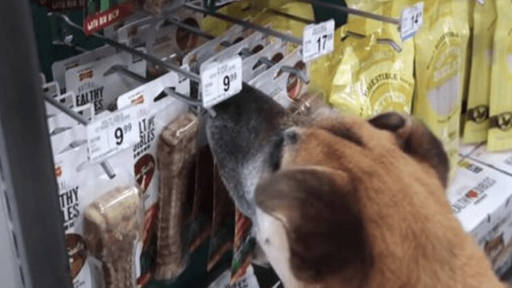 Cane in un negozio ottiene tutto quello che vuole