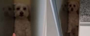 Cane non vuole fare il bagno e si nasconde