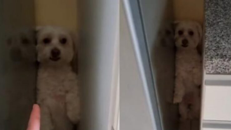 Cane non vuole fare il bagno e si nasconde