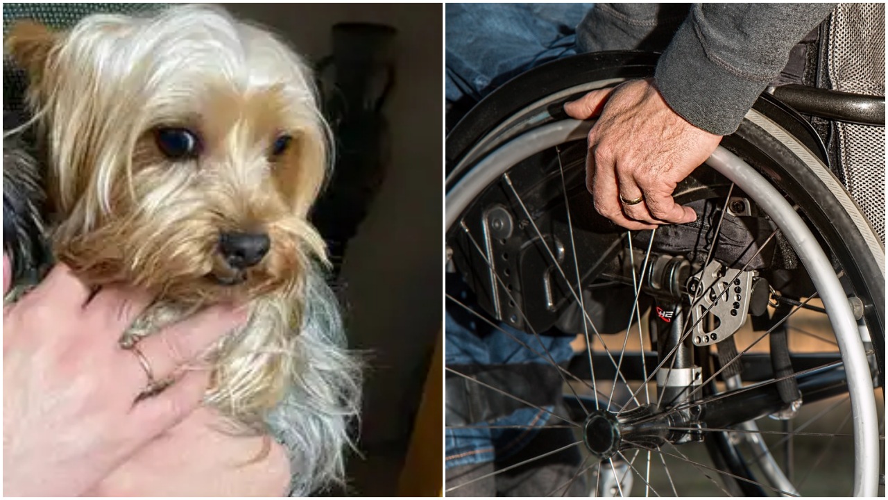 Cane per assistenza di un anziano