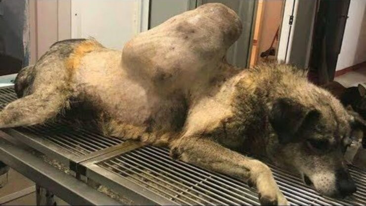 Cane randagio con un grosso tumore