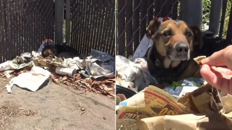 Cane salvato dalla spazzatura dai volontari
