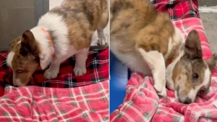 Cane scopre una morbida coperta che gli viene regalata in rifugio