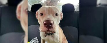 Cane si butta nel traffico e chiede aiuto alle auto