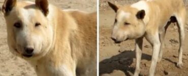 Cane somiglia ad un maiale a causa del suo collo enorme