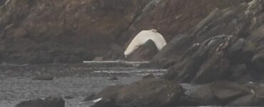 Cetaceo bianco incastrato tra le rocce