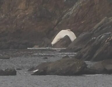 Cetaceo bianco incastrato tra le rocce