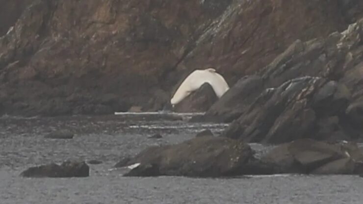 Cetaceo bianco incastrato tra le rocce