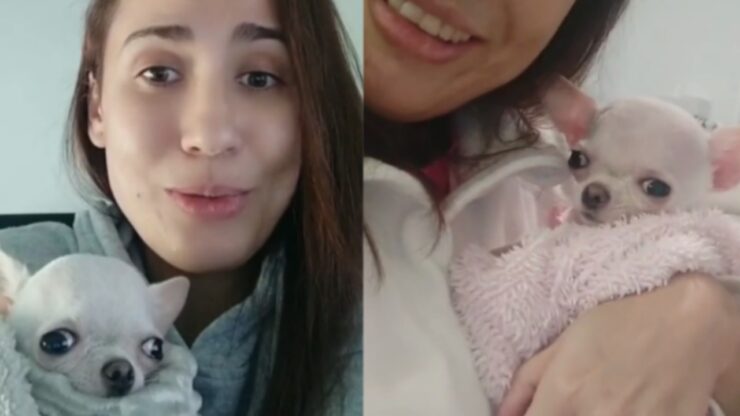Chihuahua senza cervello trova una nuova famiglia