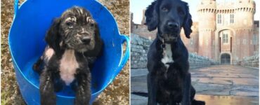 Cocker Spaniel Inglese diventa un cane poliziotto
