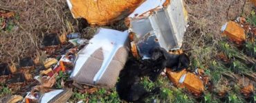 Cuccioli affamati trovati in una discarica