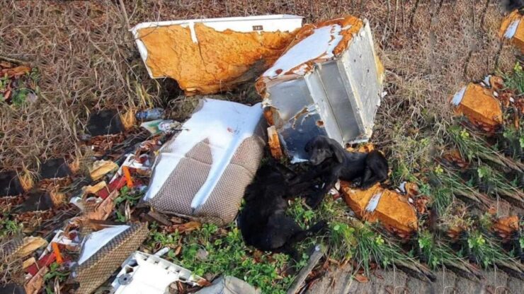Cuccioli affamati trovati in una discarica