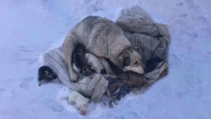 Cuccioli nati sulla neve: soccorritori li salvano