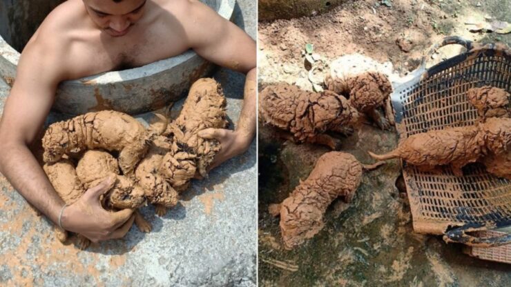 Cuccioli ricoperti di fango diventano dei cani meravigliosi