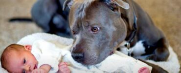 Cucciolo anaffettivo si prende cura di una bambina