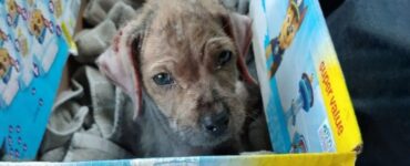 Cucciolo trovato per strada avvolto in una coperta