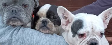 Femmine di Bulldog sfruttate