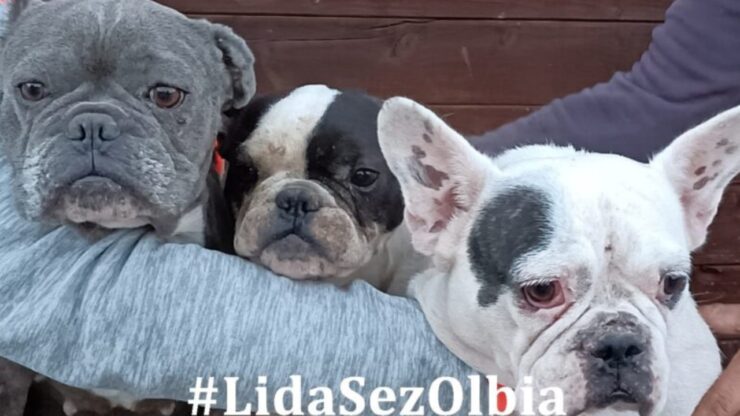 Femmine di Bulldog sfruttate