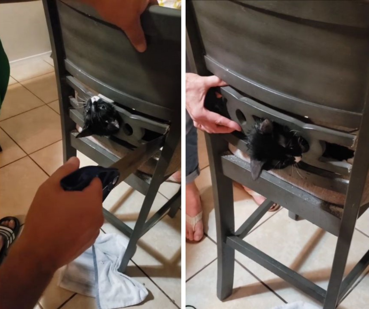 Gatto con la testa incastrata nello schienale della sedia