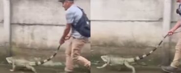 Iguana a passeggio con il suo proprietario