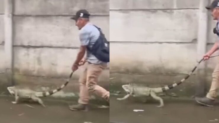 Iguana a passeggio con il suo proprietario
