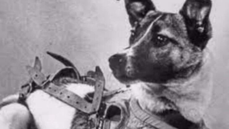 Laika: il primo cane sullo spazio