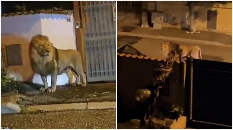Leone fugge dal circo