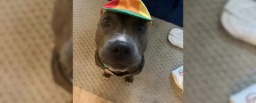 Pitbull con il cappello con l'elica fa cambiare idea ai cittadini