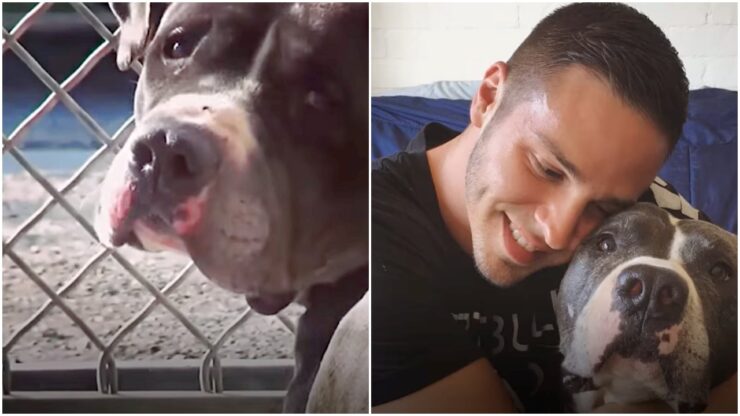 Pitbull in affido trova una famiglia