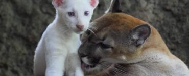 Puma albino: nasce il terzo esemplare al mondo
