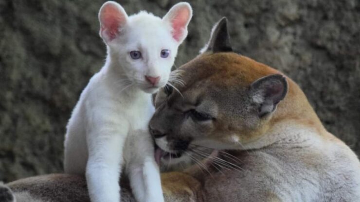 Puma albino: nasce il terzo esemplare al mondo