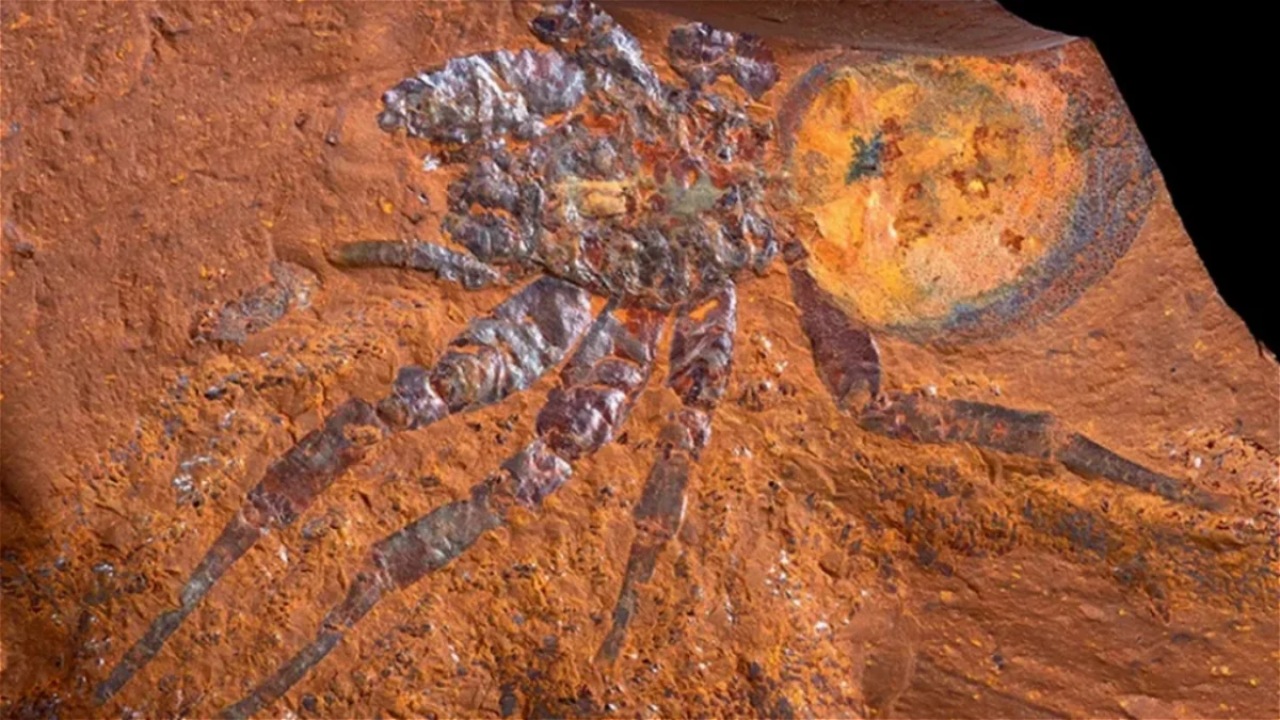 Ragno: scoperto un fossile antichissimo