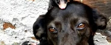 cane adotta piccoli