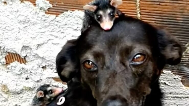 cane adotta piccoli