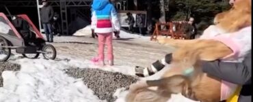 cagnolino gioca neve