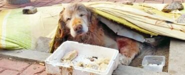 Volontari trovano un Golden Retriever molto malato