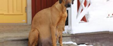 cagnolina incinta casa