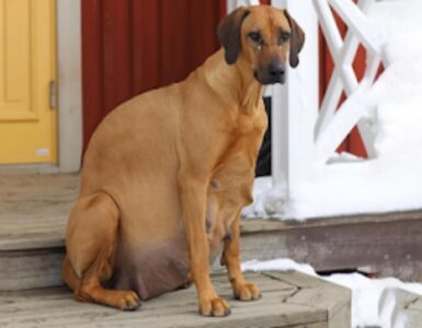 cagnolina incinta casa