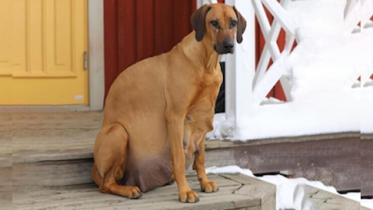 cagnolina incinta casa