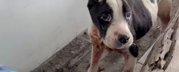 cane mangia spazzatura