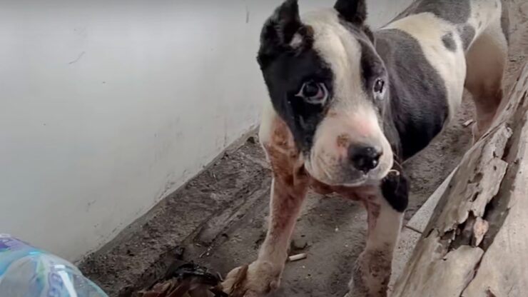 cane mangia spazzatura