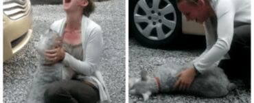 cane scomparso aiuto