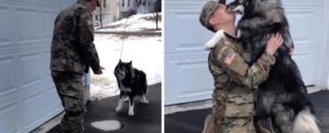 cane si riunisce amico