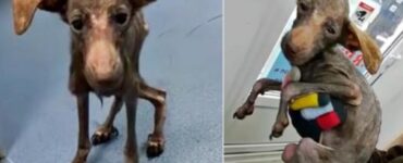 cucciolo malaticcio povero