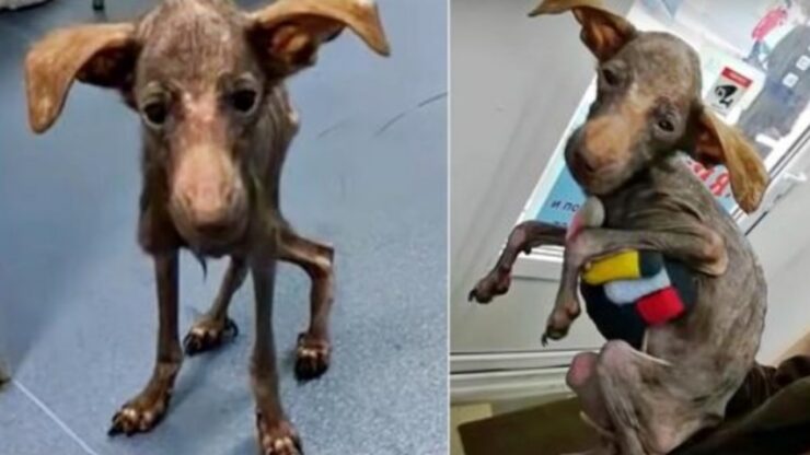 cucciolo malaticcio povero