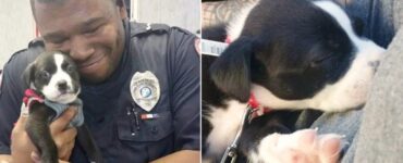 ufficiale di polizia cucciolo