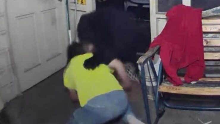 uomo combatte animale