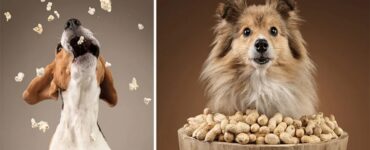 4 cani popcorn